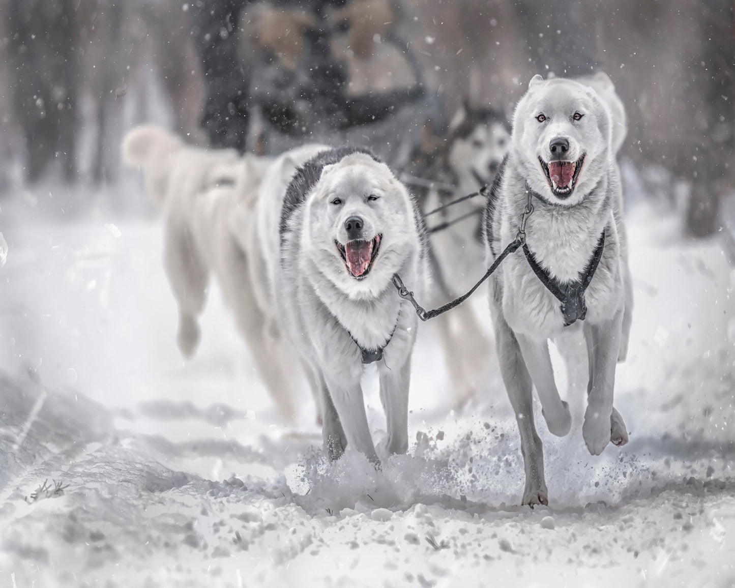 Winter Sport
