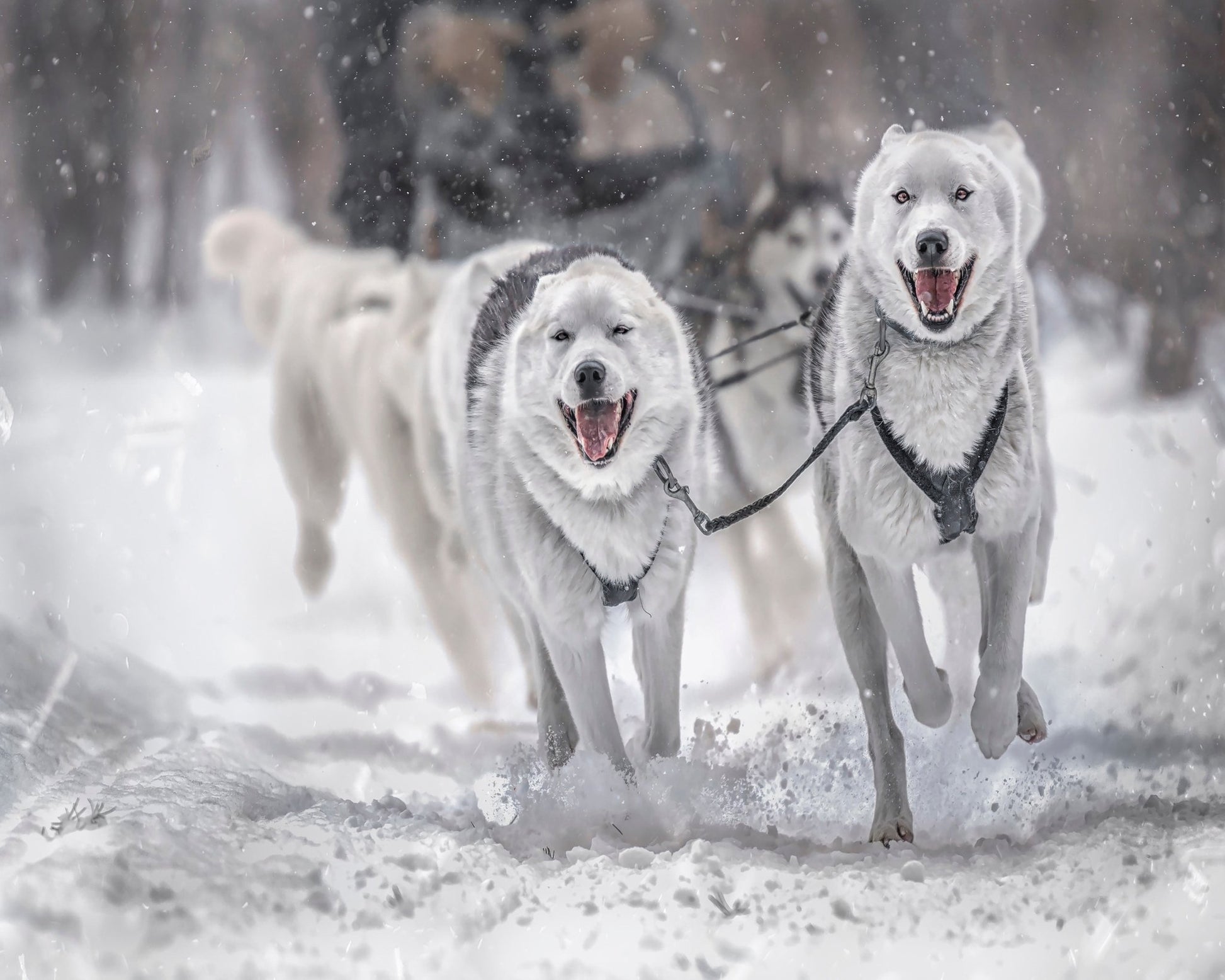 Winter Sport