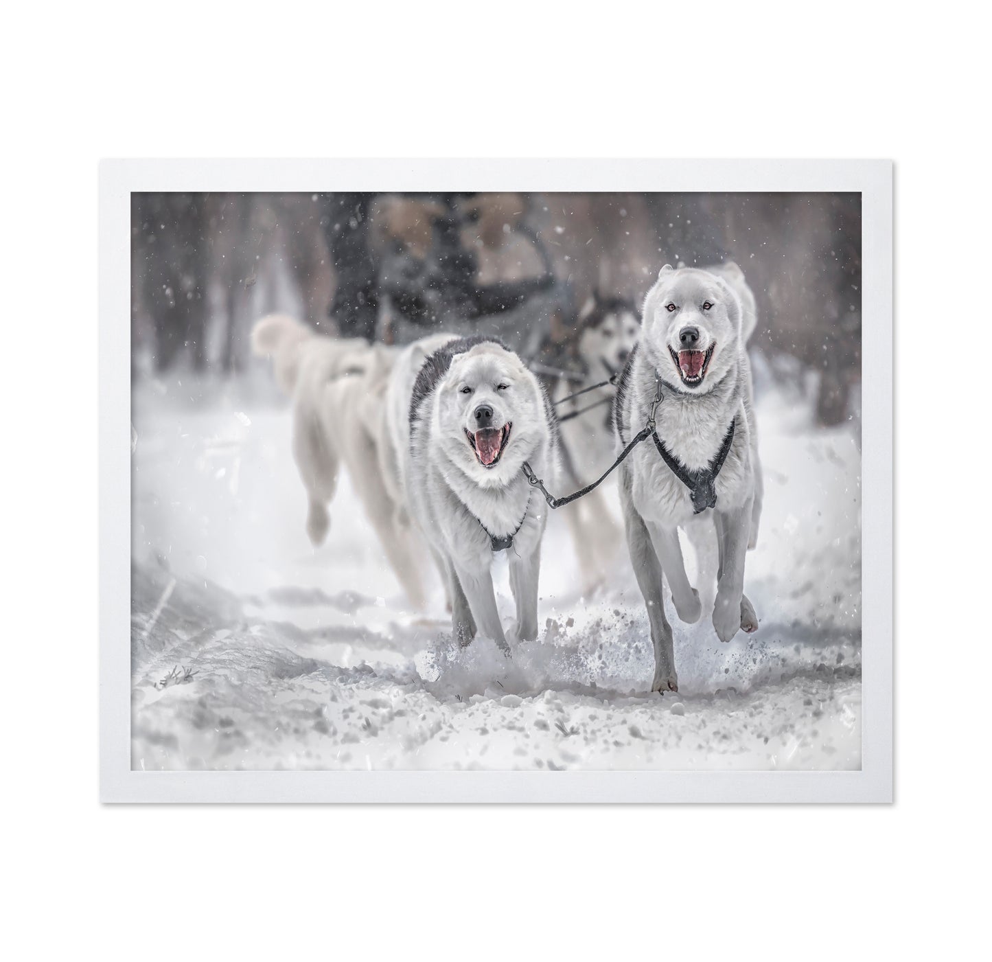 Winter Sport