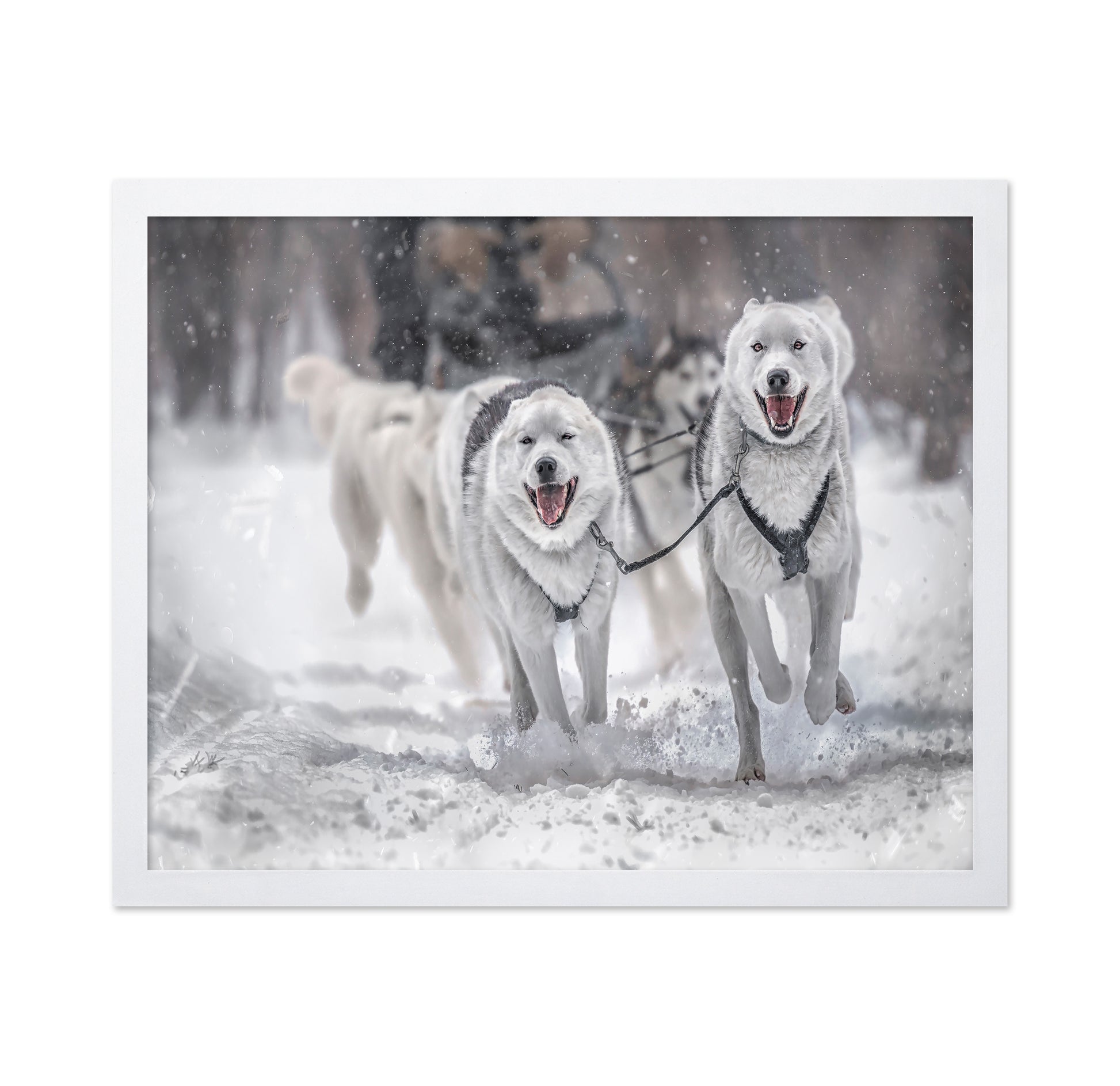Winter Sport