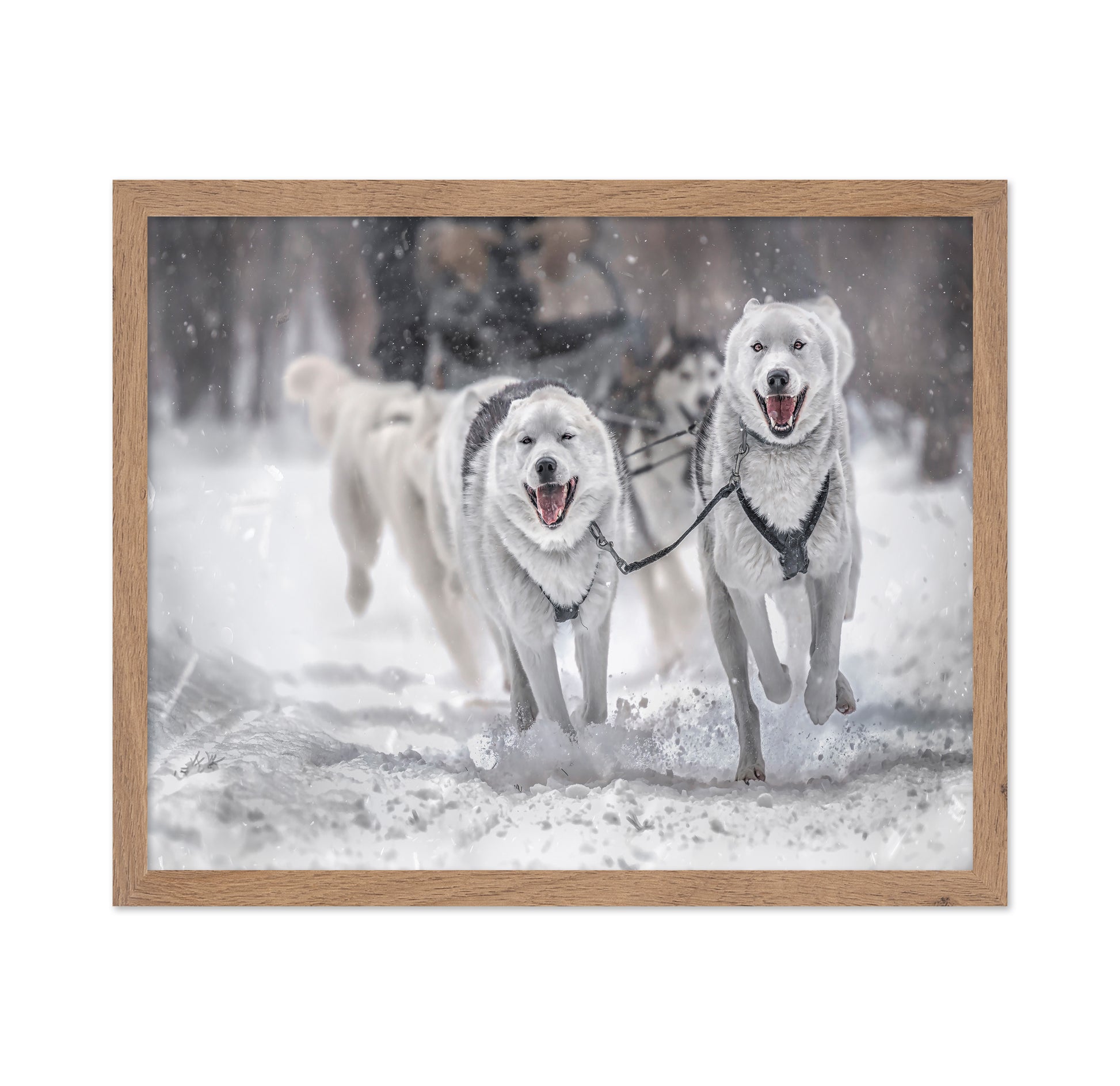 Winter Sport