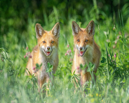 Red Fox Family Portrait