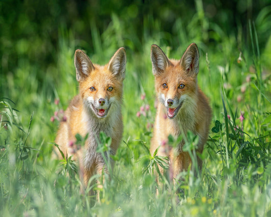 Red Fox Family Portrait
