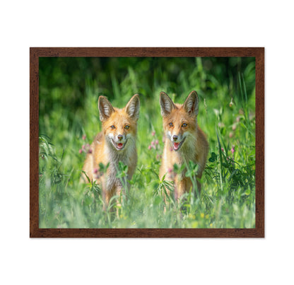 Red Fox Family Portrait