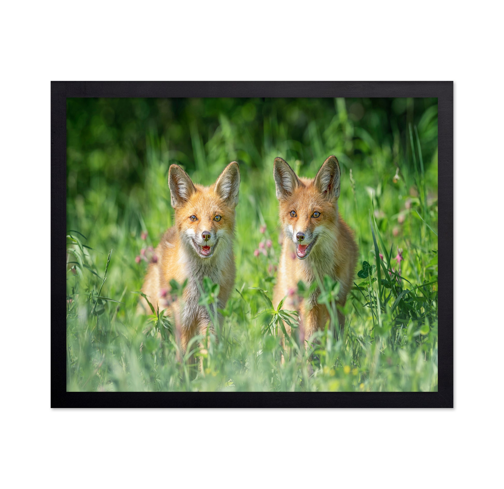 Red Fox Family Portrait