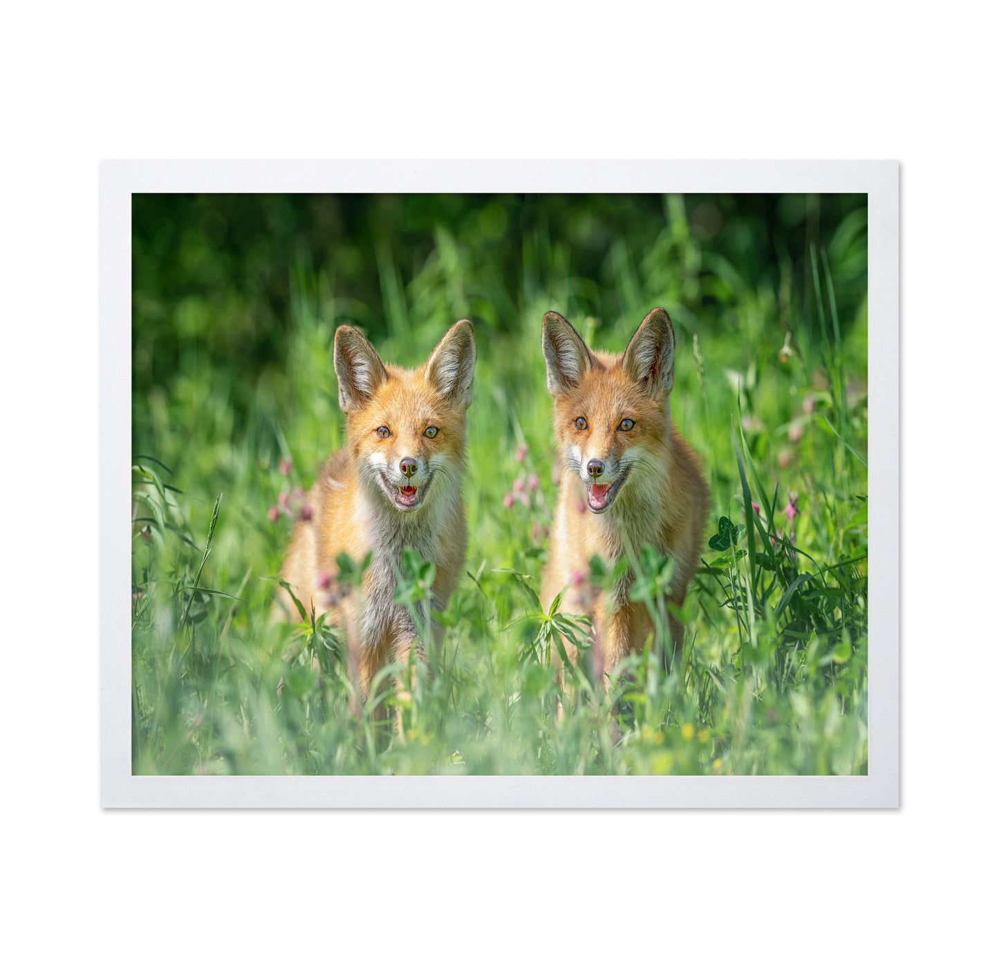 Red Fox Family Portrait