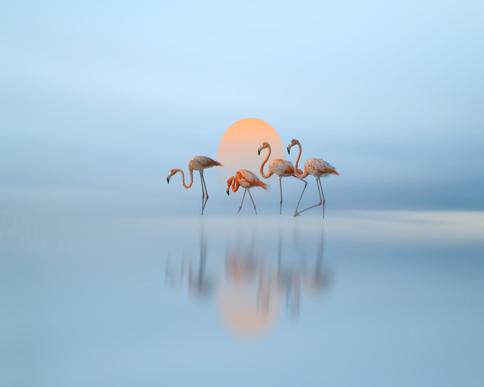 Flamingo in Haven