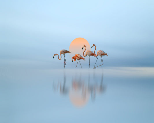 Flamingo in Haven