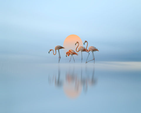 Flamingo in Haven