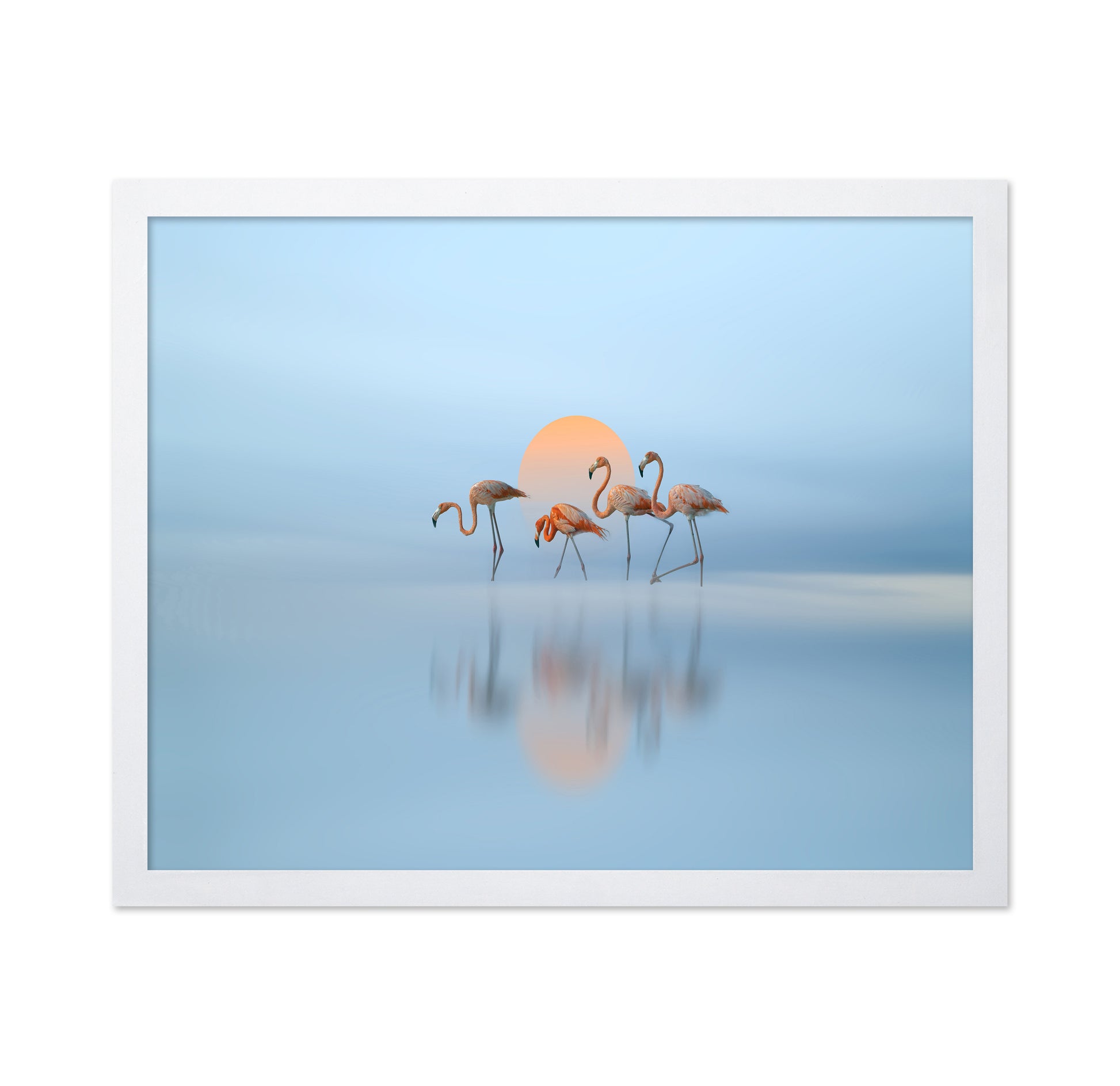 Flamingo in Haven