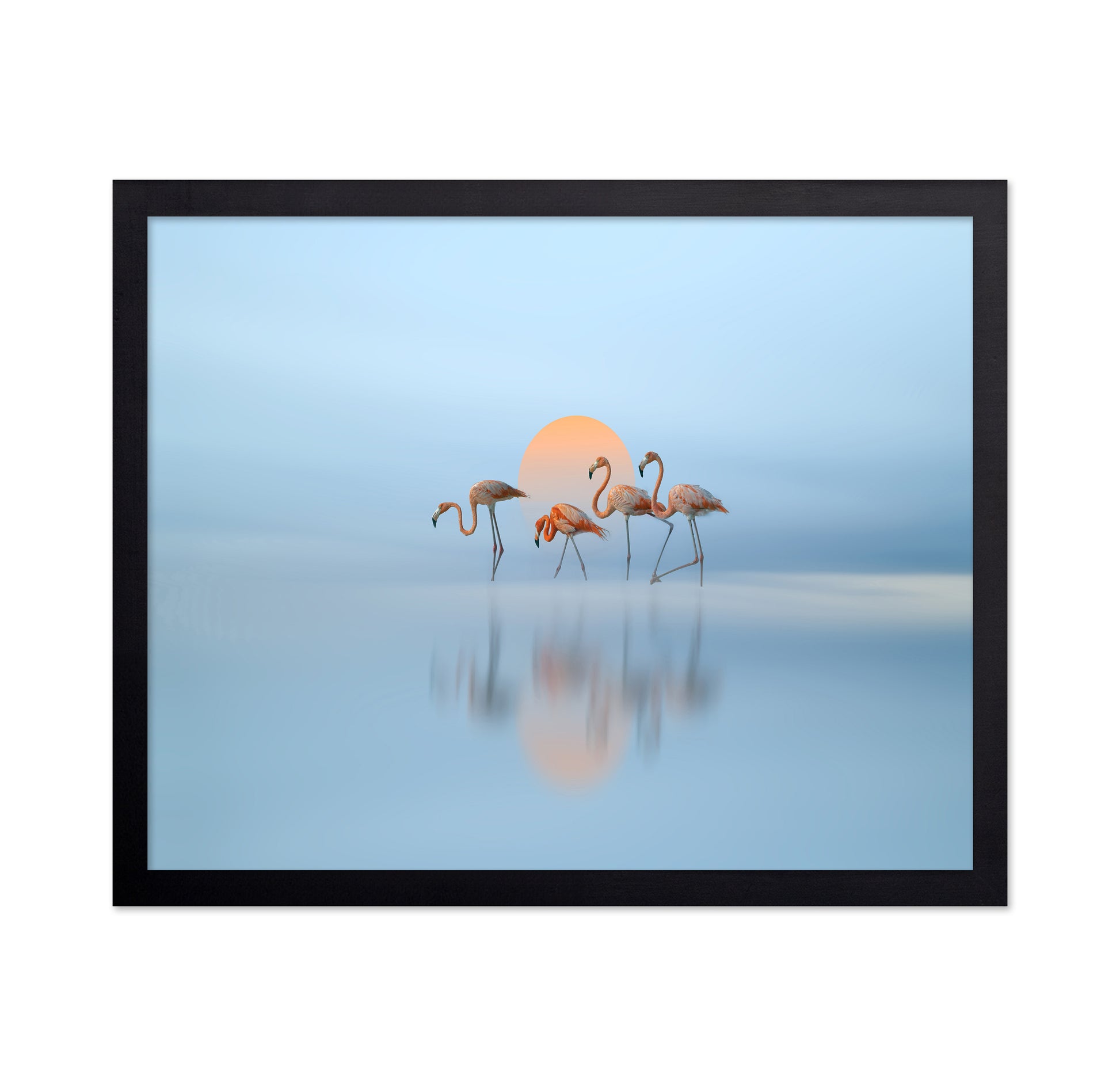 Flamingo in Haven