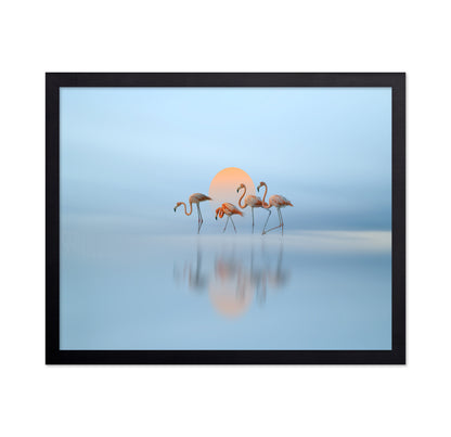 Flamingo in Haven