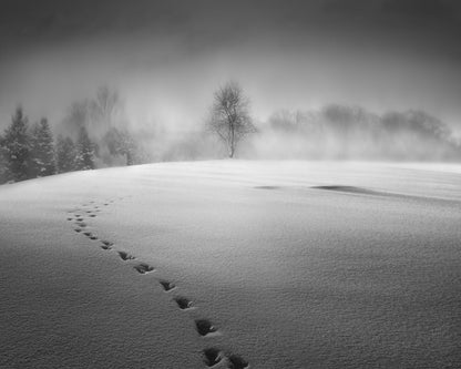 Winter Scenery
