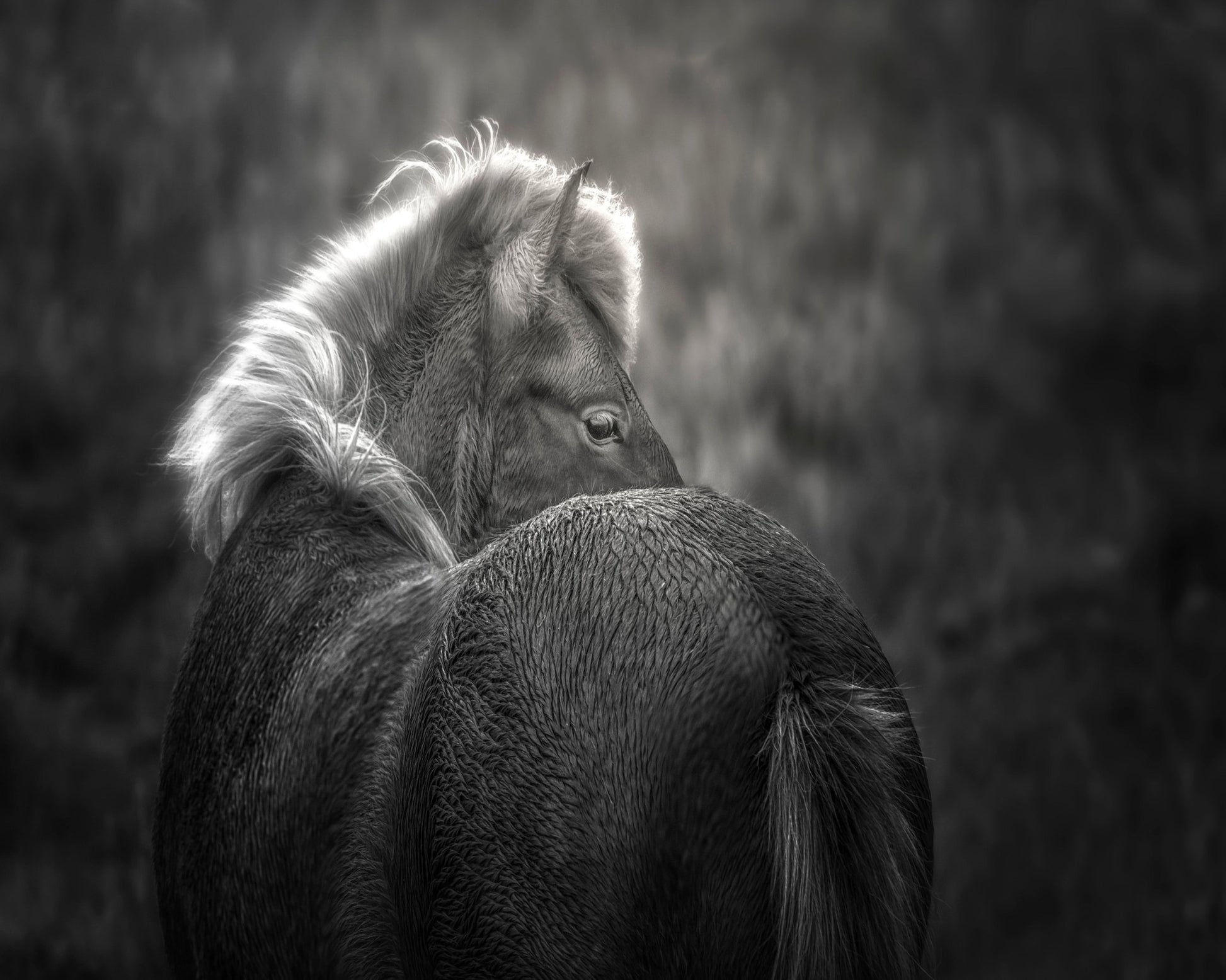 Icelandic Horse