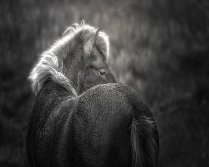 Icelandic Horse