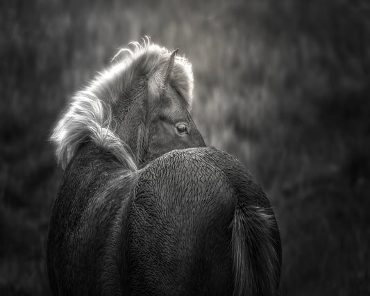 Icelandic Horse