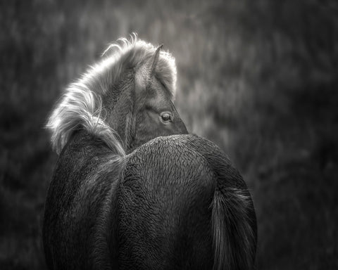 Icelandic Horse