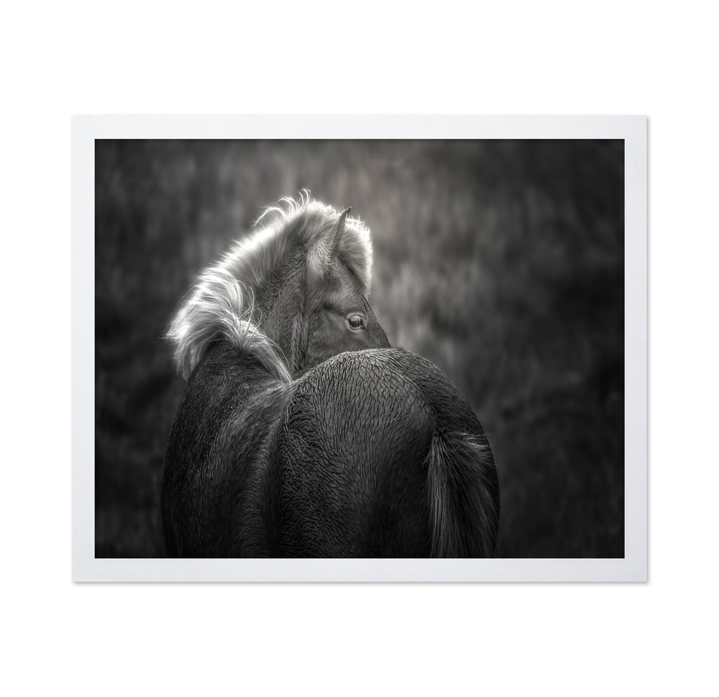 Icelandic Horse