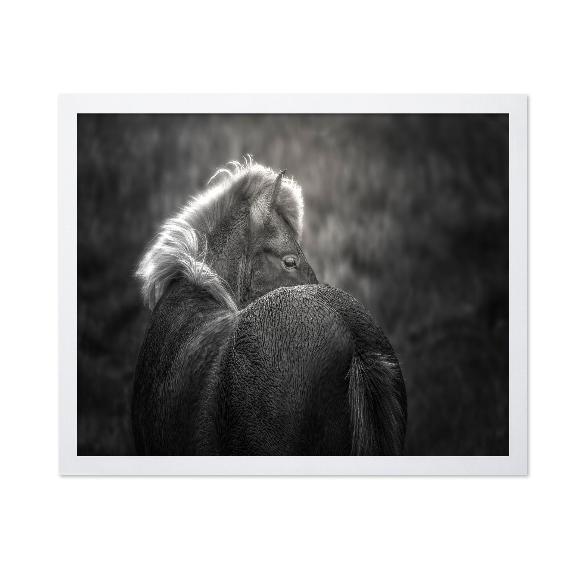Icelandic Horse