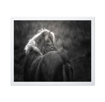 Icelandic Horse