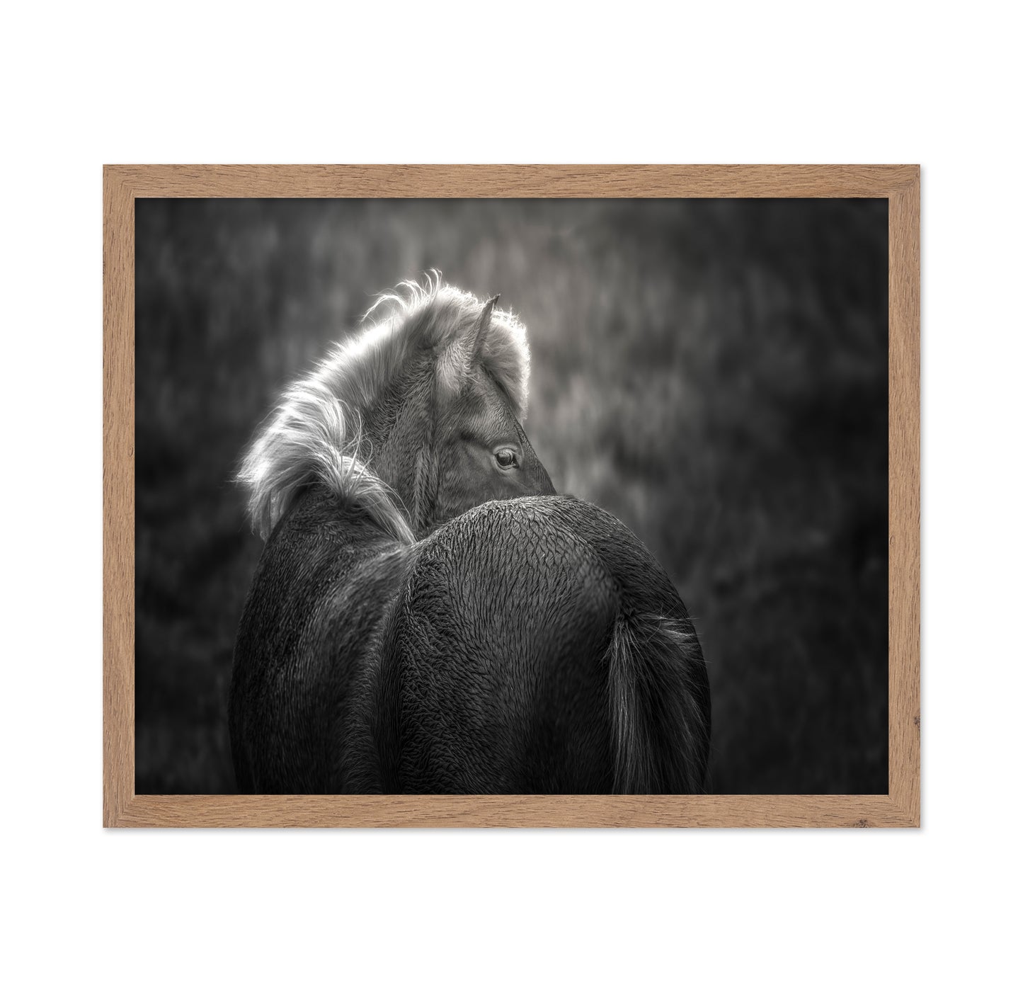 Icelandic Horse