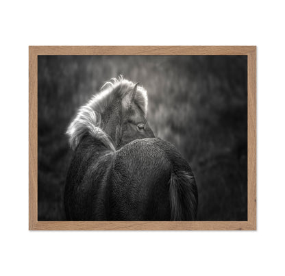 Icelandic Horse