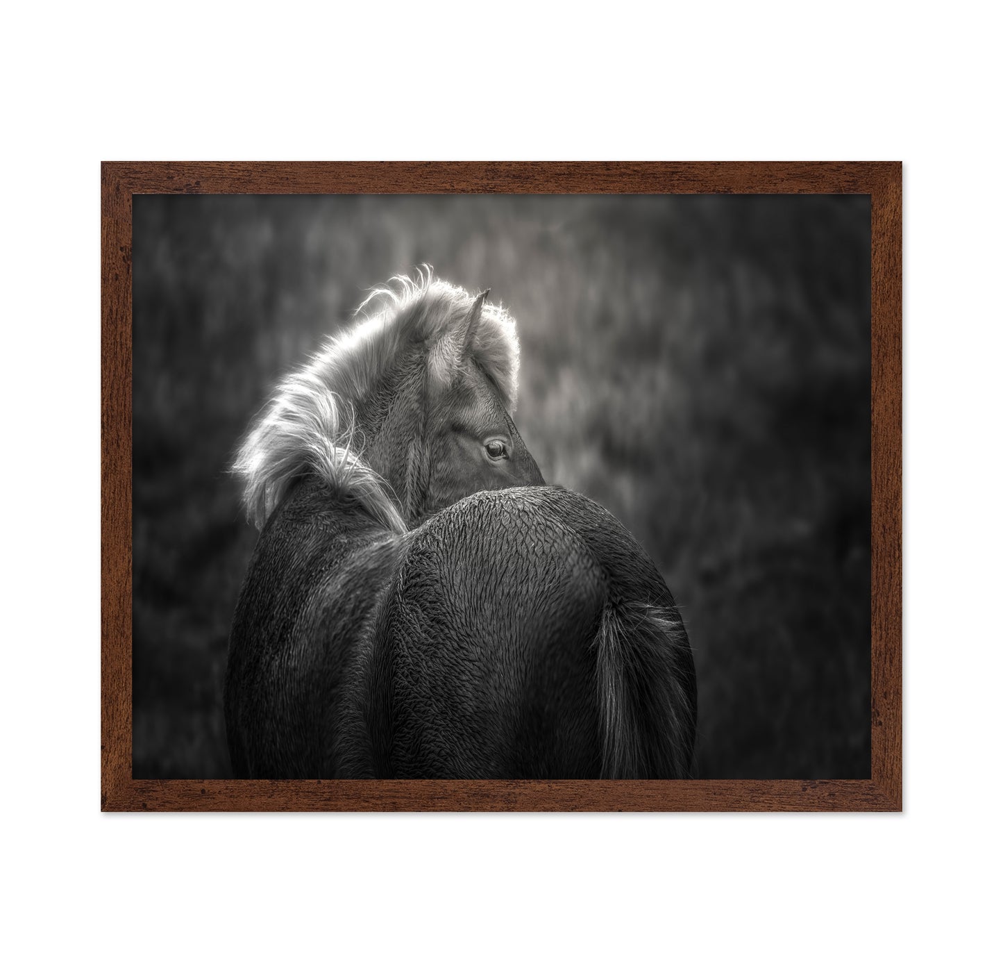 Icelandic Horse