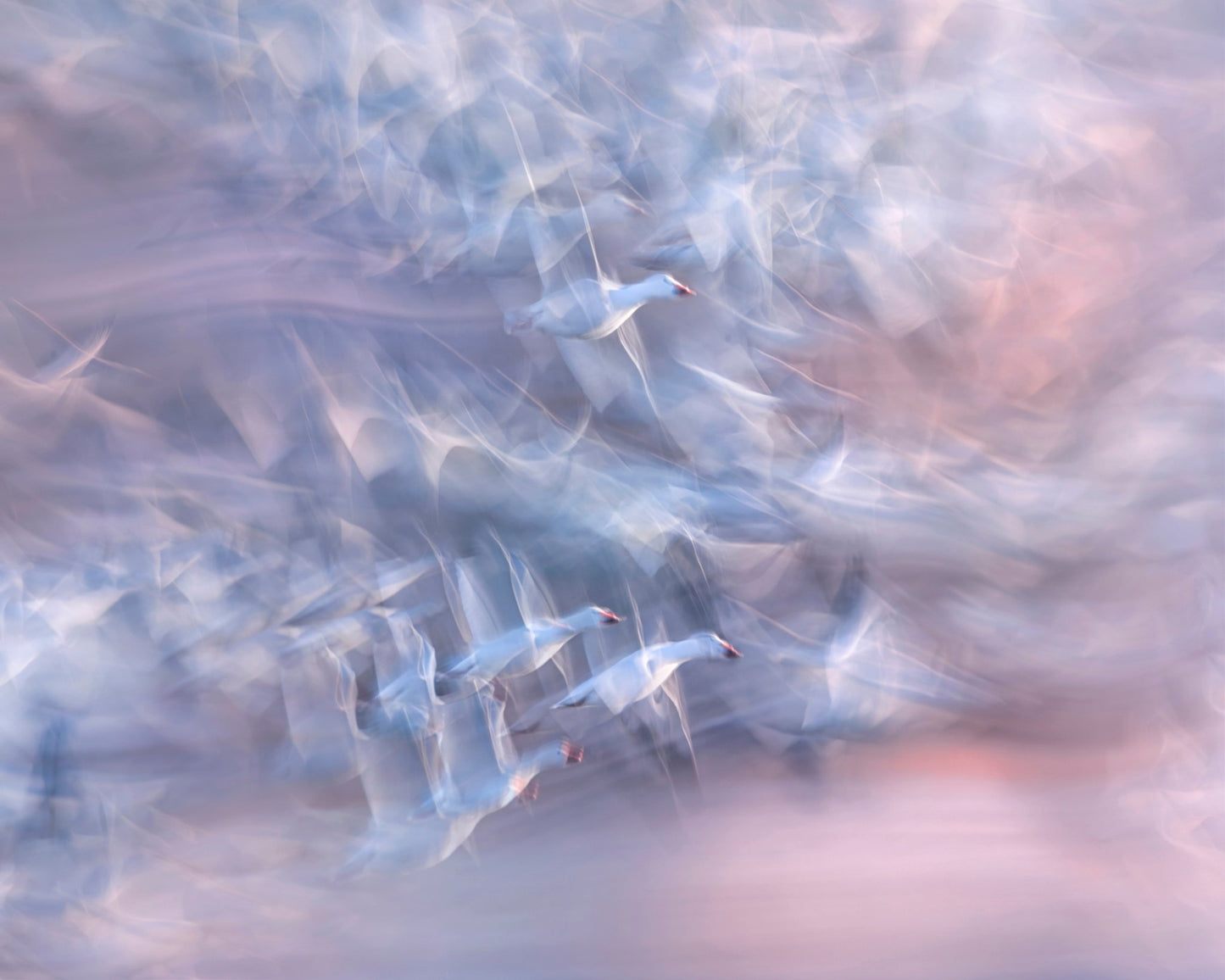 Snow Geese