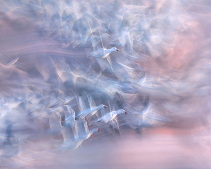 Snow Geese