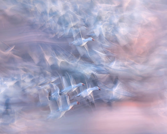 Snow Geese