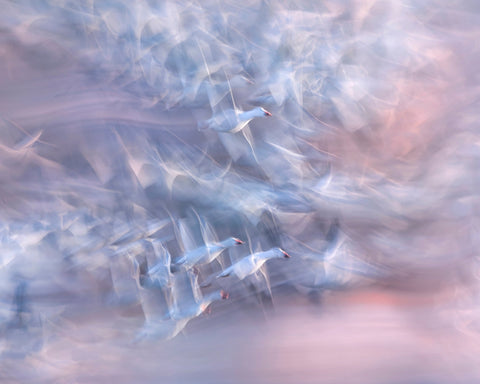 Snow Geese