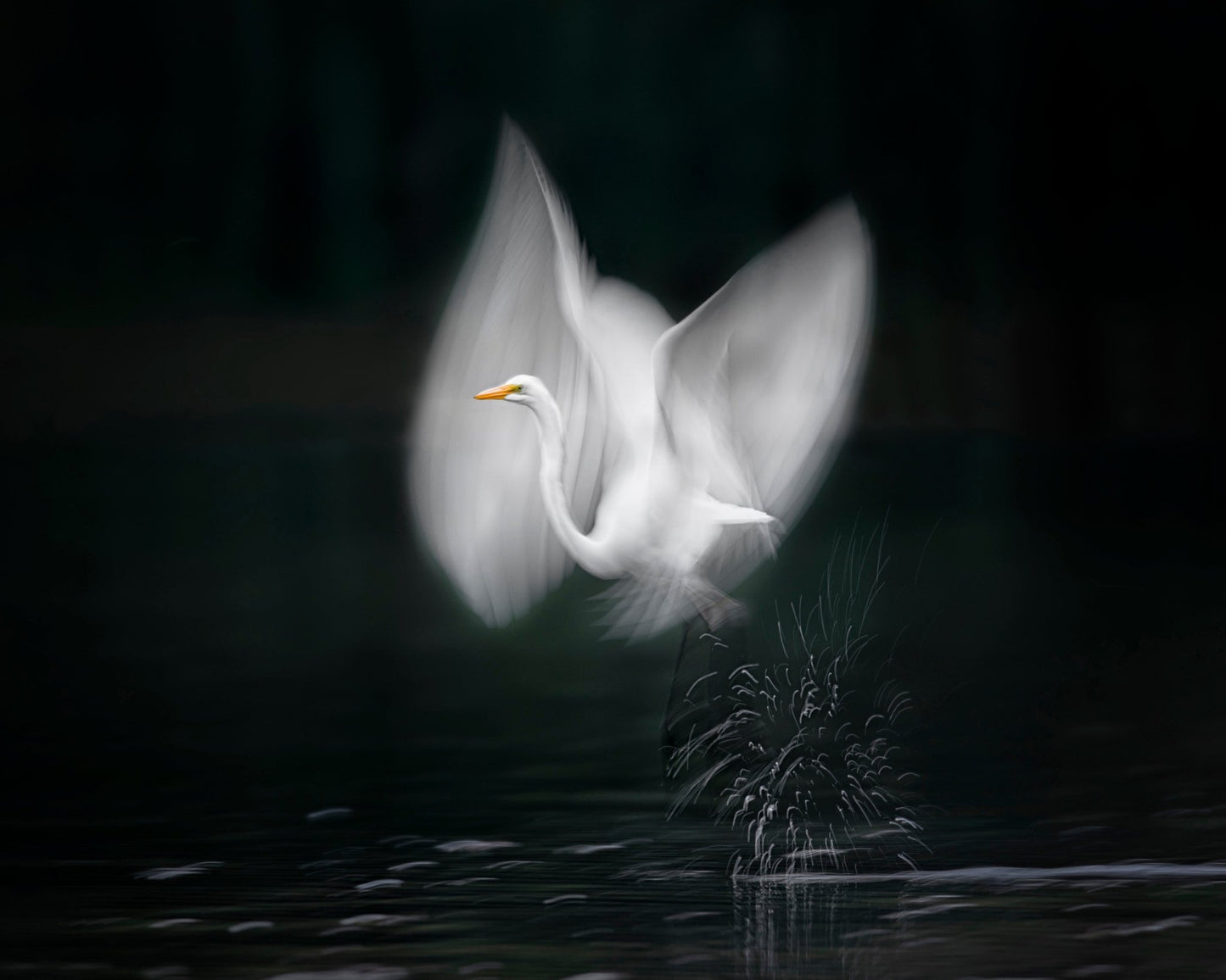 Wings of Light