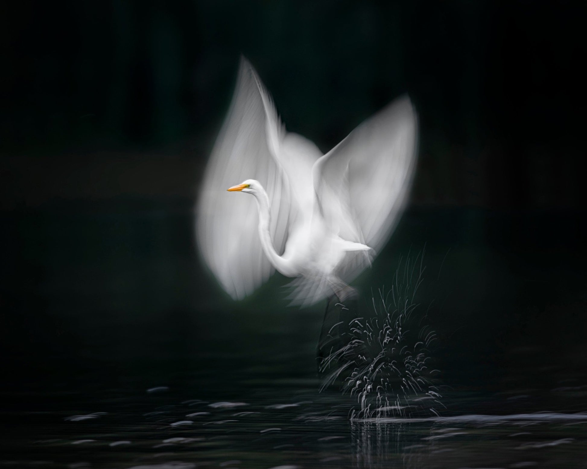 Wings of Light