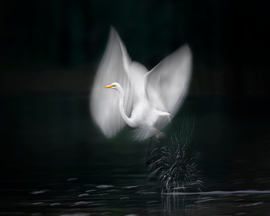 Wings of Light