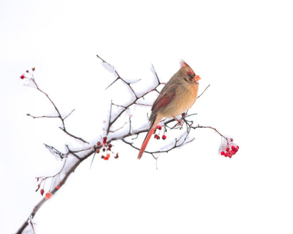 Cardinal
