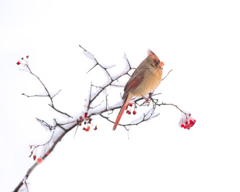 Cardinal