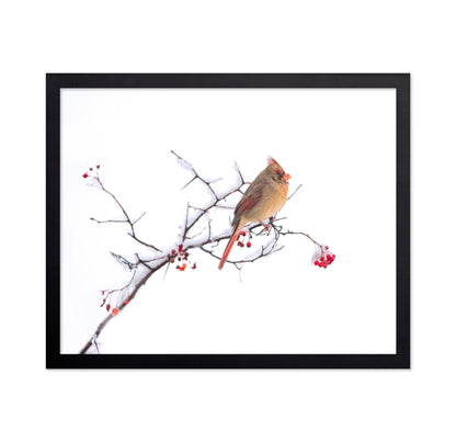 Cardinal