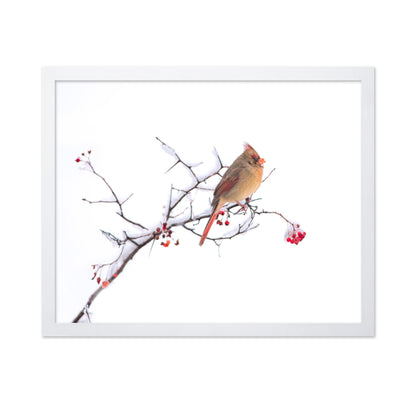 Cardinal