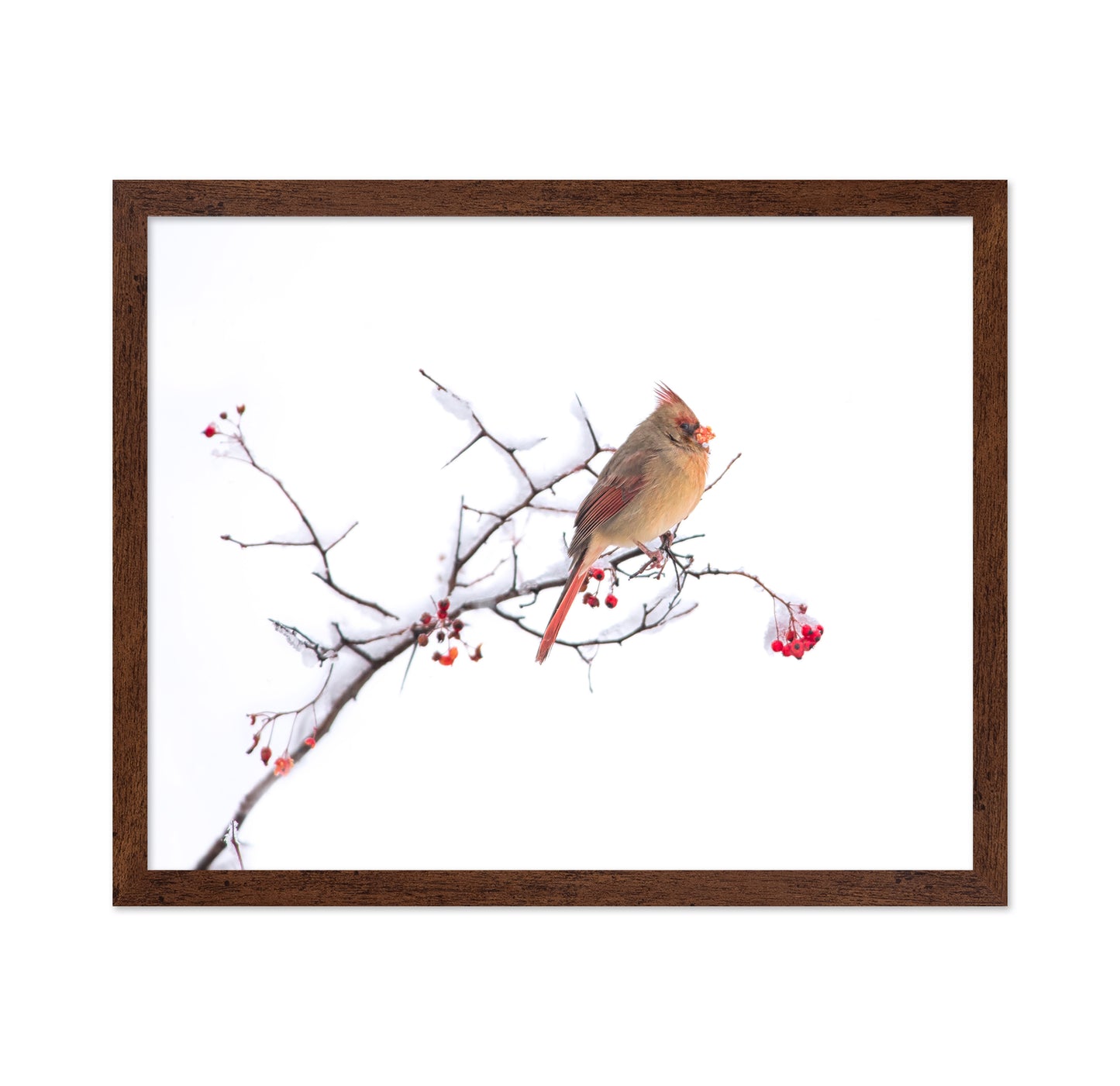 Cardinal
