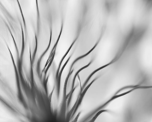 Dandelion Close Up