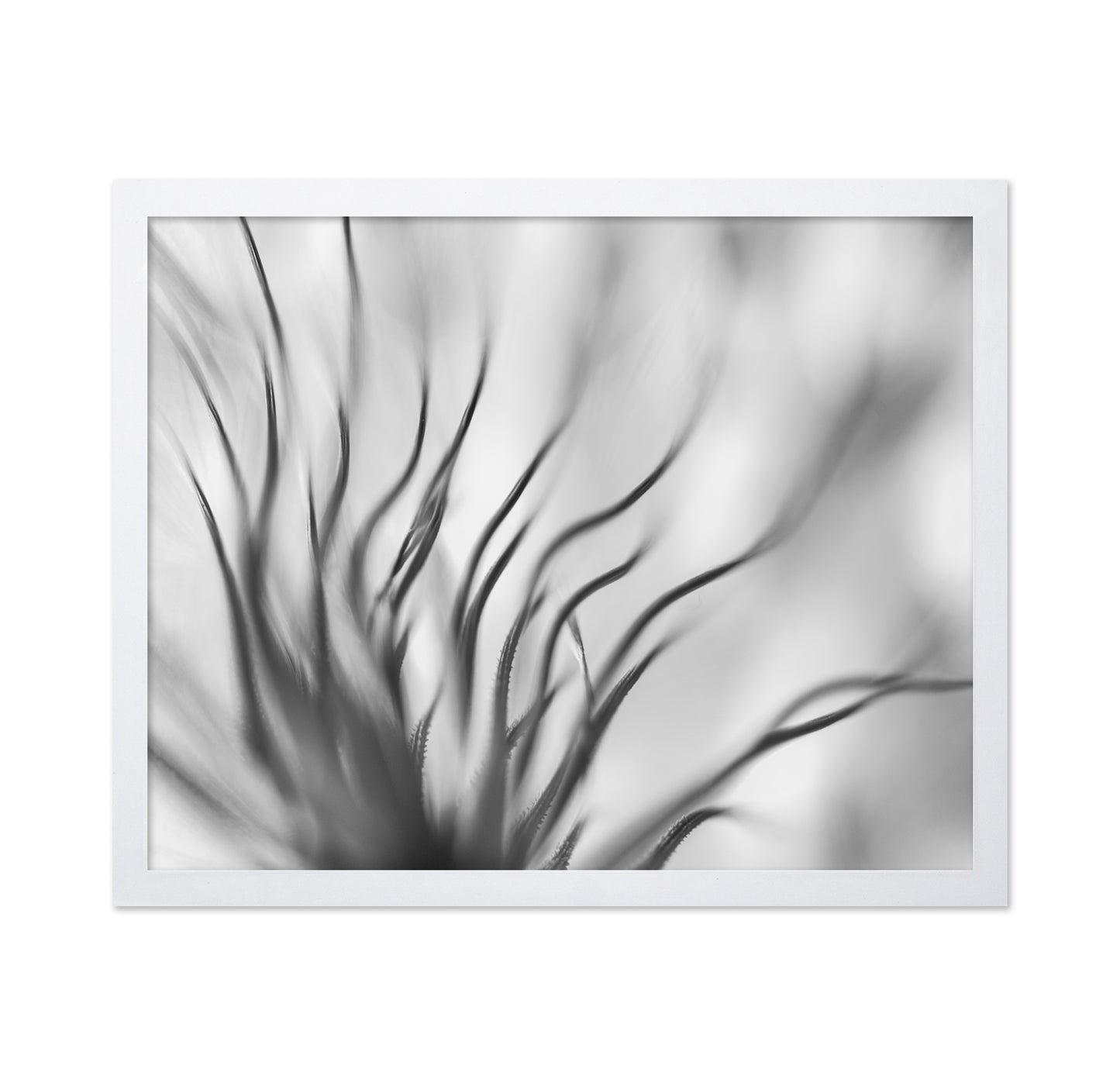 Dandelion Close Up