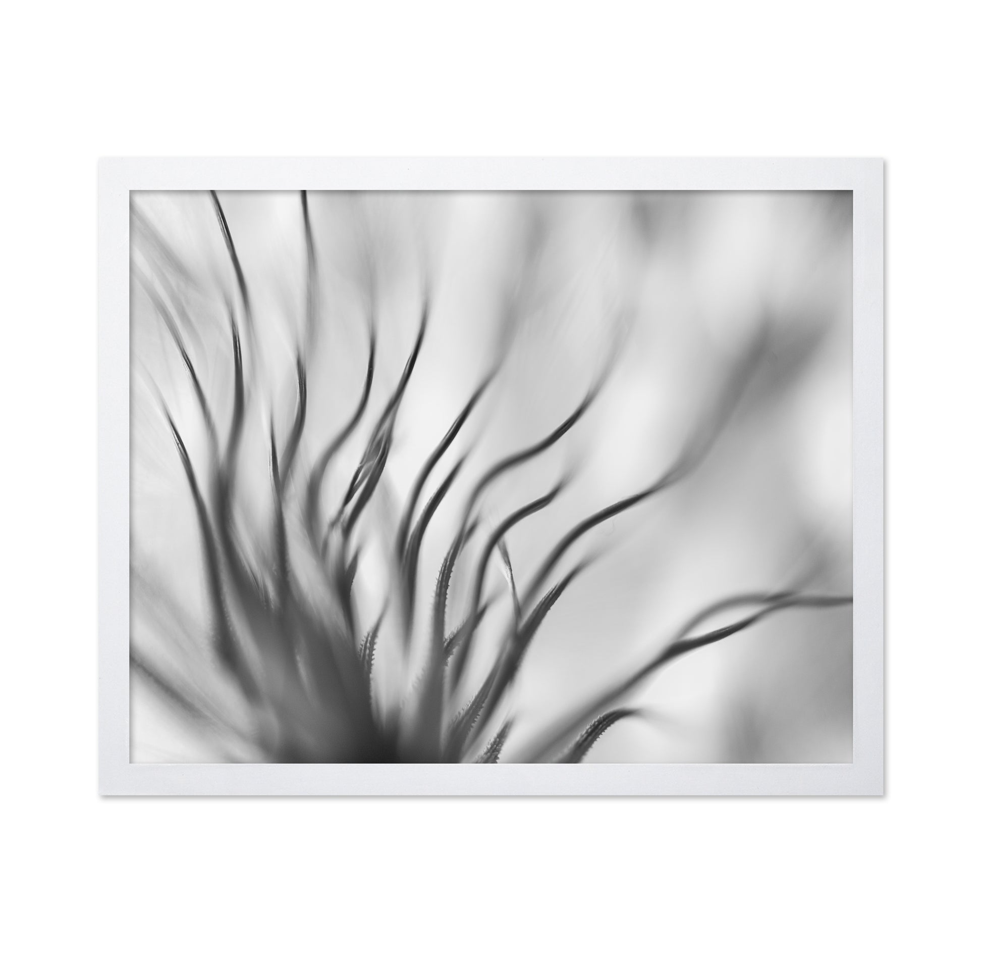Dandelion Close Up