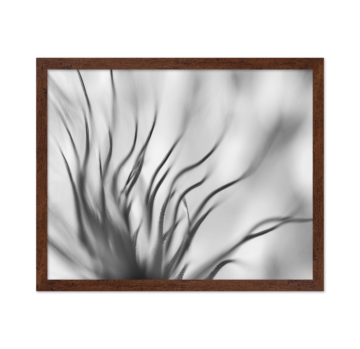Dandelion Close Up