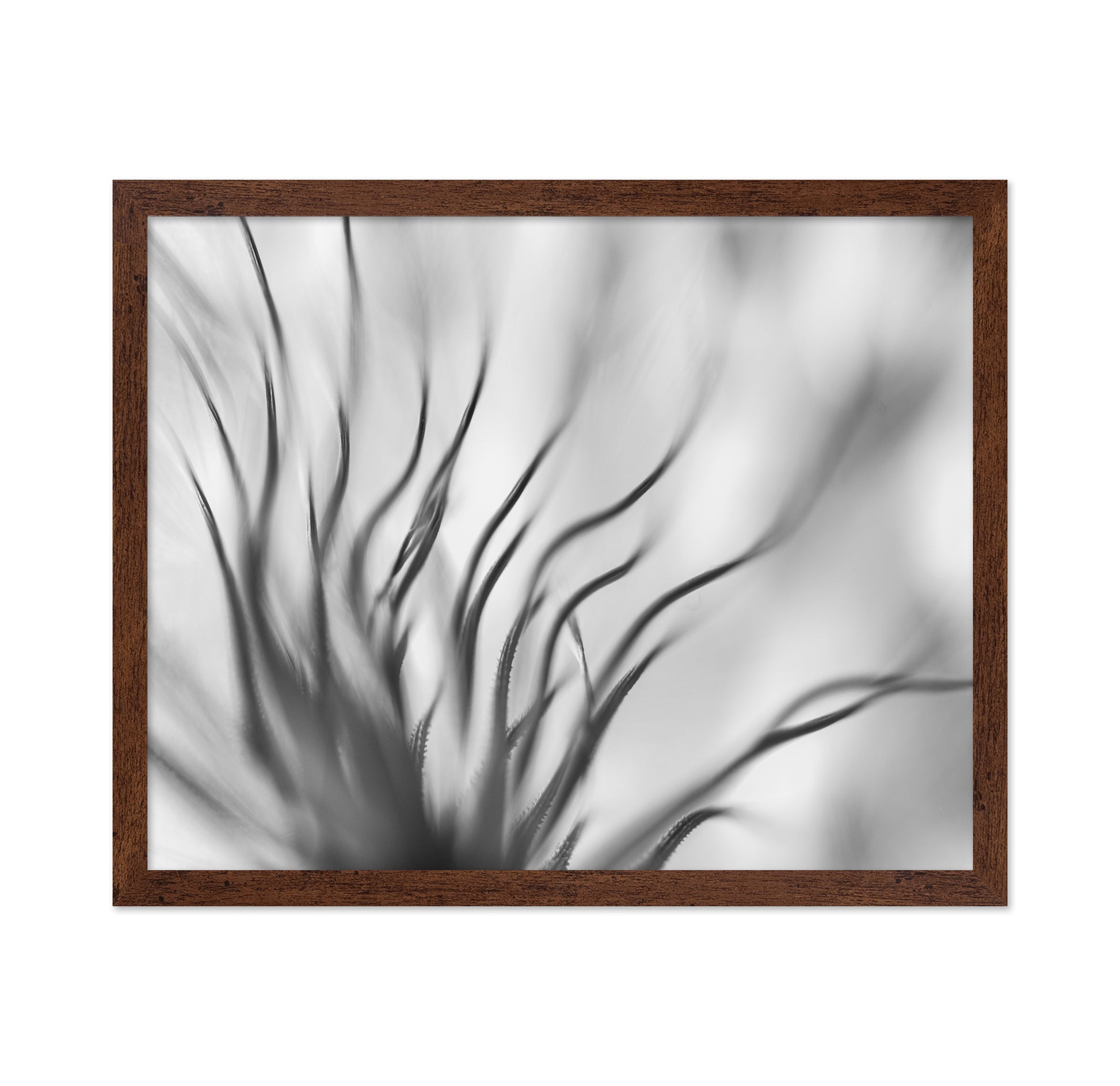 Dandelion Close Up