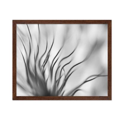 Dandelion Close Up