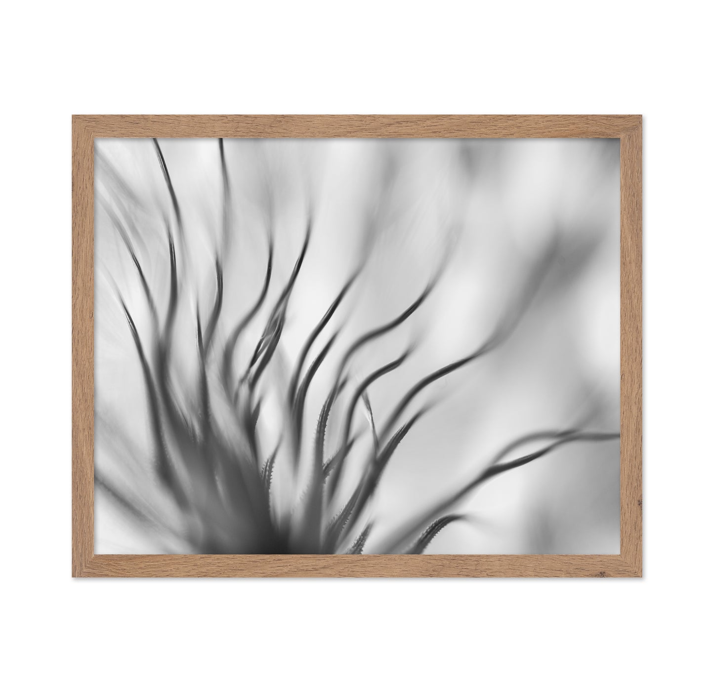 Dandelion Close Up