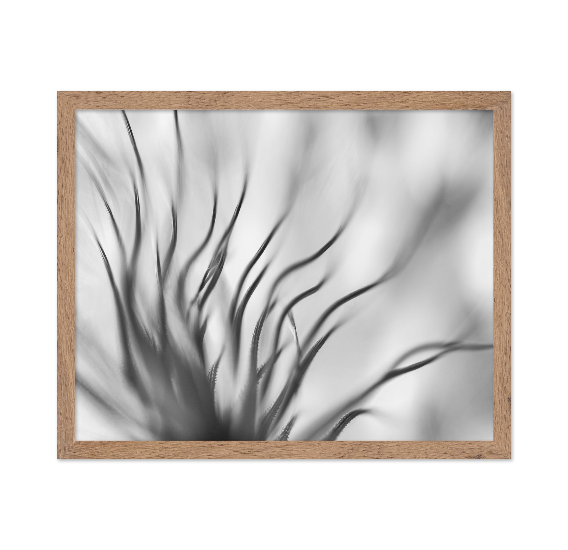Dandelion Close Up