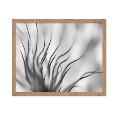 Dandelion Close Up