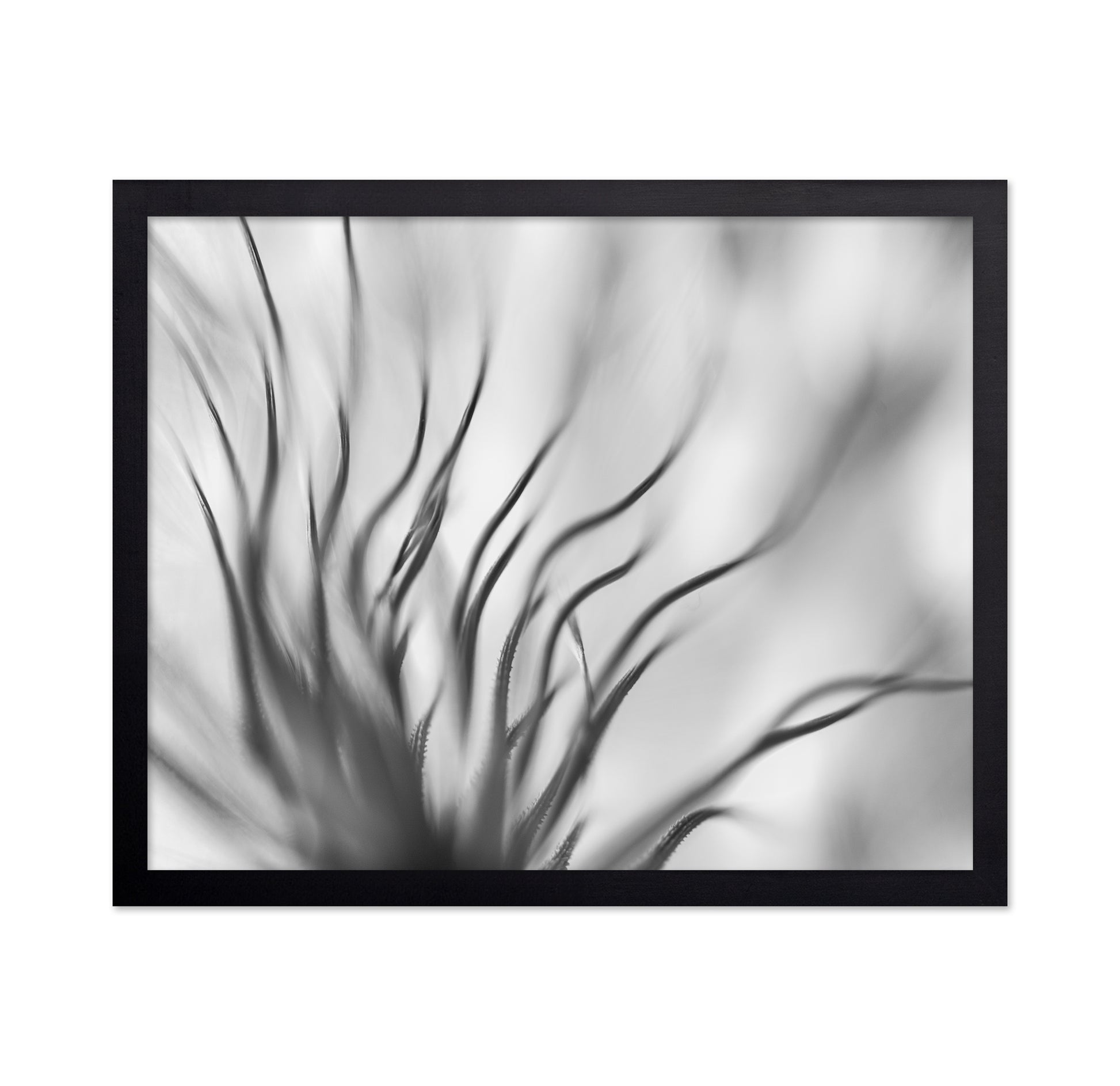 Dandelion Close Up