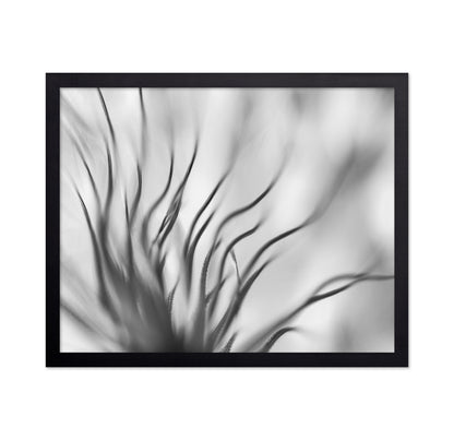 Dandelion Close Up